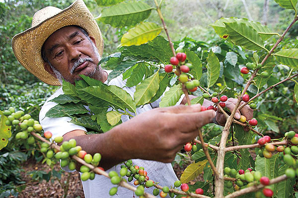 Кофе в зернах CUATTRO Colombia Supremo (Колумбия) цена с доставкой по России