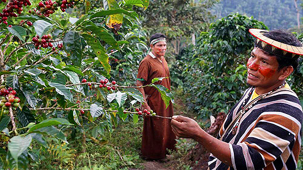 Кофе в зернах CUATTRO Перу купить с доставкой по России